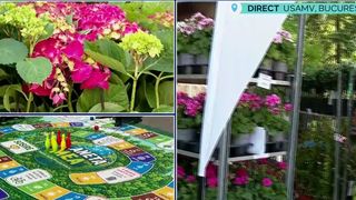 VIDEO &bdquo;Totul este gratuit&rdquo;. Zilele Horticulturii Bucureștene