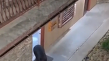 VIDEO Povestea ursului baricadat &icirc;ntr-o cameră de hotel. Poliția a intervenit imediat 
