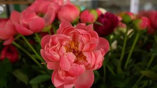 Trucuri de bine: secretul florilor care nu se ofilesc rapid