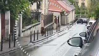VIDEO Pui de urs, filmat &icirc;n centrul istoric al Brașovului. Pericol pentru locuitori și turiști