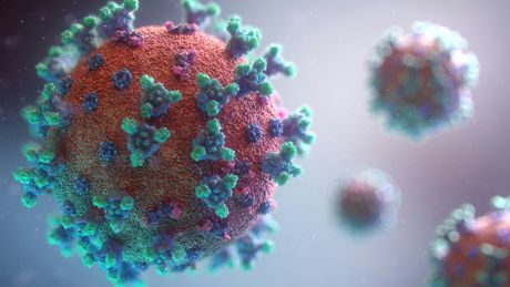 VIDEO Confirmare preliminară a unui caz de Hantavirus la Arad: pacient internat &icirc;ntr-un spital de psihiatrie