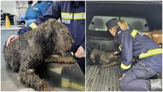 VIDEO Pompierii care au găsit copilul dispărut din Sibiu au mai salvat o viață: &bdquo;Au observat un suflet neajutorat. Nu mai avea puterea să se salveze singur&rdquo;