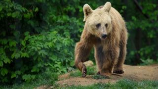 Ursul Batyr, adoptat de președintele polonez de la distanță