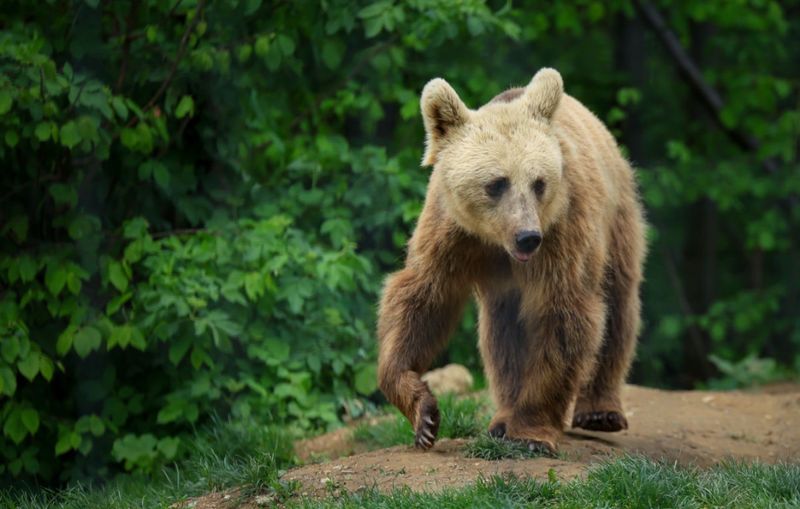 Ursul Batyr, adoptat de președintele polonez de la distanță