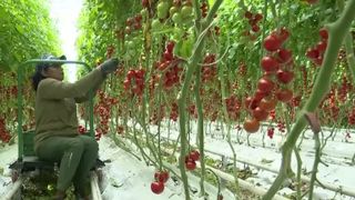 VIDEO Ei sunt Cătălina și Mihai, rom&acirc;nii care aduc  roșiile de altădată &icirc;n supermarketurile din Rom&acirc;nia. Investiție tinerilor, ridicată la milioane de euro