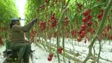 VIDEO Ei sunt Cătălina și Mihai, rom&acirc;nii care aduc  roșiile de altădată &icirc;n supermarketurile din Rom&acirc;nia. Investiție tinerilor, ridicată la milioane de euro