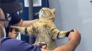 VIDEO Motanul devenit vedetă după vizita la veterinar