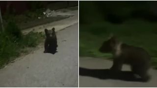 VIDEO &bdquo;Au uitat să fie vigilenți&rdquo;. Au vrut să m&acirc;ng&acirc;ie puiul de urs