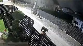 VIDEO Ursul care a băgat spaima &icirc;ntr-o localitate de l&acirc;ngă Cluj-Napoca e căutat de două zile