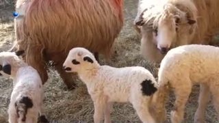 Animale