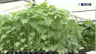 VIDEO Plantele aromatice din Buzău, la mare căutare