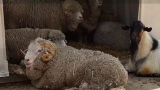 Animale și distracție la ferma din București