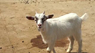 Animale și distracție la ferma din București