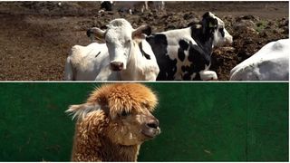 VIDEO Ce faci &icirc;n weekend, cu Claudia Costandiș. Animale și distracție la ferma din București