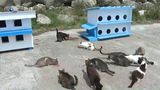 VIDEO &bdquo;Este foarte bine pentru feline&rdquo;. Pisicile, vedetele de pe digul din Mangalia