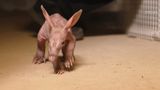 VIDEO Puiul de Aardvark, o raritate care a venit pe lume la o grădină zoo din Marea Britanie 