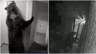VIDEO Panică &icirc;n Poiana Brașov: Urși surprinși &icirc;n două hoteluri