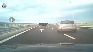 Vacă pe autostradă