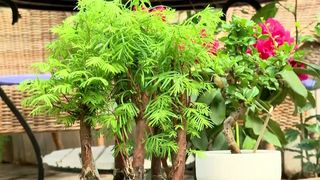 VIDEO Mini grădina japoneză de acasă. Cum se poate amenaja acasă