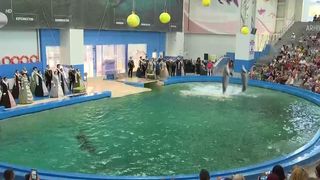 VIDEO Activitate incertă la Delfinariul din Cosntanța