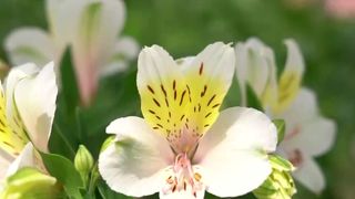 VIDEO Ce faci &icirc;n weekend, cu Claudia Costandiș. Sere instagramabile și buchete spectaculoase