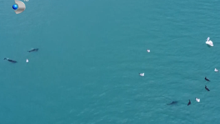 VIDEO Delfinii din Marea Neagră, noua atracție a verii pe litoralul rom&acirc;nesc: &rdquo;Ce frumoși sunt!&rdquo;
