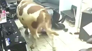 VIDEO Un taur s-a dezlănțuit &icirc;ntr-o frizerie din Istanbul. Imaginile haosului