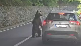 Bulgarul atacat de urs pe Transfăgărășan, primele declarații: &bdquo;A &icirc;ncercat să mă prindă și să mă scoată afară din mașină. &Icirc;n Rom&acirc;nia sunt locuri amenajate de unde poți cumpăra hrană pentru urși&rdquo;