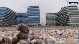 VIDEO Surprize pentru turiștii de pe litoral. Oaze de verdeață pe plajele rom&acirc;nești