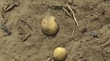 VIDEO Tone de cartofi mici putrezesc pe c&acirc;mp. Agricultorii spun că nu există piață de desfacere