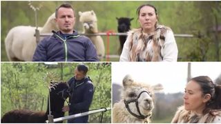 Afacere cu fermă de alpaca