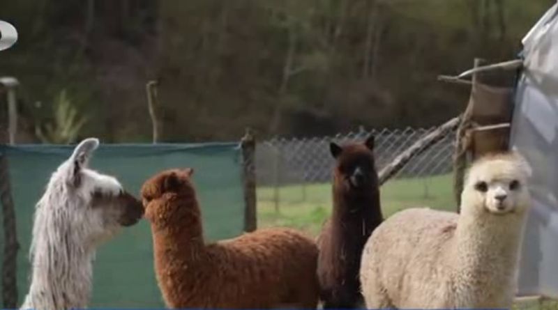 Afacere cu fermă de alpaca