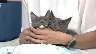 VIDEO &bdquo;Ne asigurăm că au toate condițiile&rdquo;. Totul despre &icirc;ngrijirea pisicilor