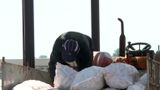 VIDEO Cartofii noi nu au cumpărători. Situație disperată pentru fermieri