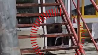 VIDEO Ursul care terorizează un sat din Buzău. Animalul a &icirc;ngrozit localnicii