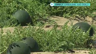VIDEO &bdquo;Trebuie să fie atent la codiță&rdquo;. S-au copt pepenii de Dăbuleni