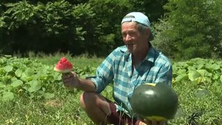 VIDEO Au apărut pepenii de Dăbuleni, dar producătorii rom&acirc;ni &icirc;și pierd &icirc;ncrederea &icirc;n piață