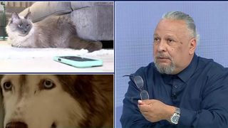  Metode de acomodare pentru animalele de companie