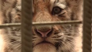 VIDEO Doi pui de tigru siberian fac senzație la Grădina Zoologică din Oradea