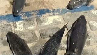 VIDEO Alertă &icirc;n Grecia: 150 de persoane au fost mușcate de peștele iepure