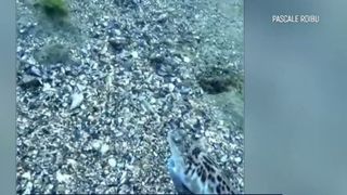 VIDEO Pești veninoși și meduze la malul Mării Negre. Ce trebuie să știe turiștii 