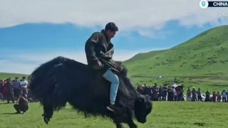 VIDEO Rodeo &icirc;n Tibet: păstorii și iacii sălbatici, noii protagoniști ai călăriei extreme
