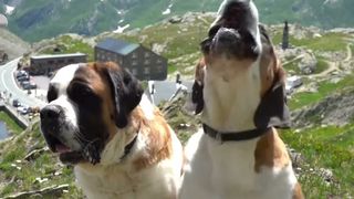 VIDEO Uriașii Saint Bernard, protectorii Alpilor