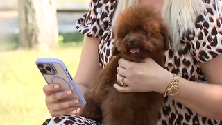 VIDEO Canicula și pericolele ei pentru animalele de companie. Cum să le protejăm &icirc;n zilele toride