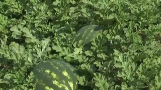 VIDEO Criza forței de muncă agricolă pune &icirc;n pericol recoltele din sudul Rom&acirc;niei. Nu mai vrea nimeni să muncească