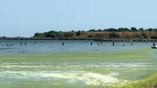 VIDEO Invazie de alge pe litoralul din Mamaia. Turiștii se pl&acirc;ng de mirosul greu și de condițiile precare