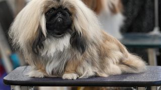 &bdquo;Pechinezul de București&rdquo;, c&acirc;inele neoficial al comunismului. Rasa populară rom&acirc;nească pierdută &icirc;nainte să fie recunoscută