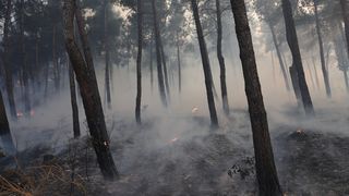 Incendii de vegetație &icirc;n Grecia. Doi oameni au murit