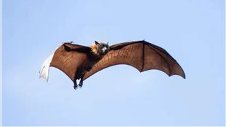 Copil de 11 ani, răpus de rabie după ce a fost atins de un liliac