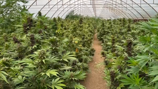 VIDEO Cea mai mare cultură ilegală de cannabis din Rom&acirc;nia, descoperită &icirc;ntr-o seră din Neamț: &rdquo;Au făcut discret treaba asta&rdquo;